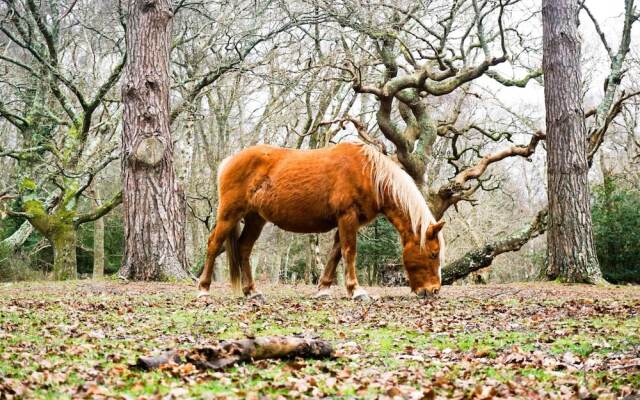 New Forest Lodge