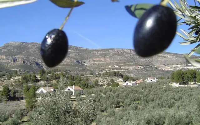Casas Rurales El Olivar - Yeste