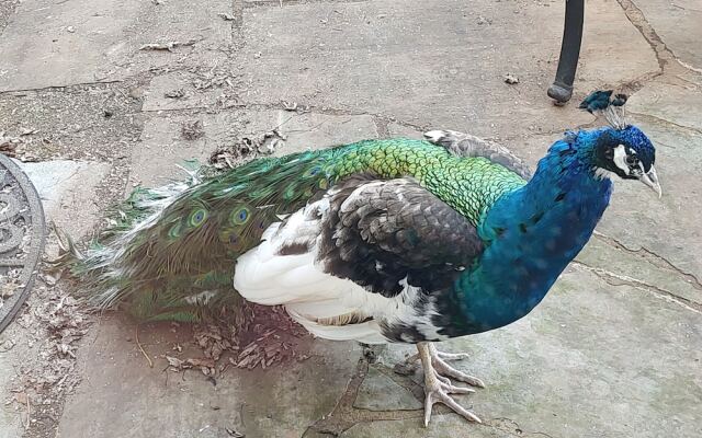 Briar Patch Bed & Breakfast Inn