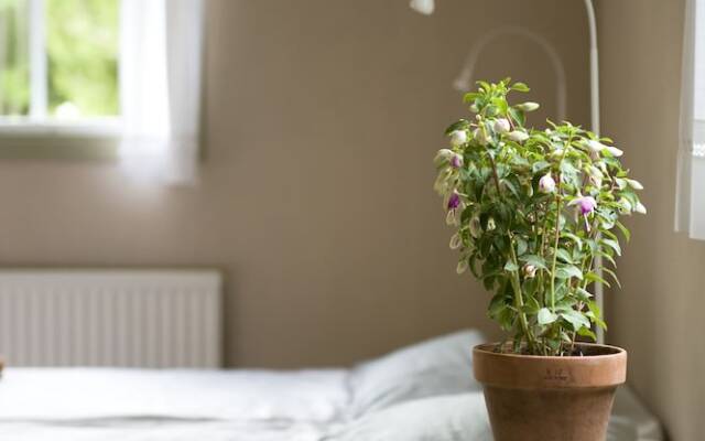 Ekologiska Fru Gran i Tiveden