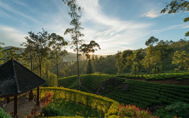 Ceylon Tea Trails