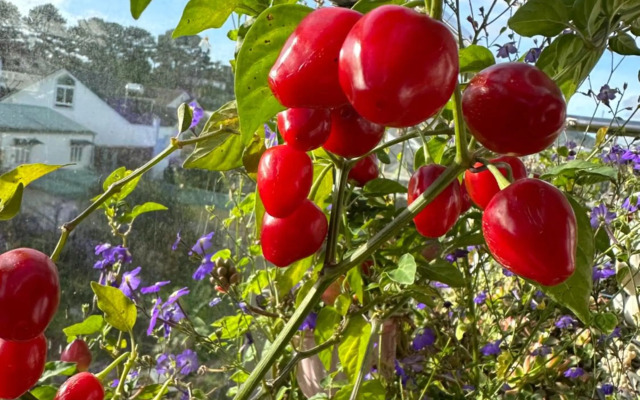 Selena Dalat Homestay