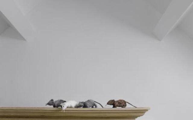 Sabine Van Paemel's Mousehouse
