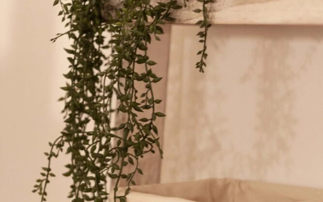 Sant Arpino 26 - Grande