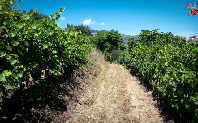 Villa With 3 Bedrooms in Lamego, With Wonderful Mountain View, Private