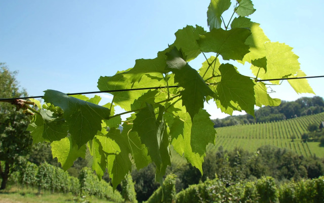 Weingut Primus - Südsteiermark