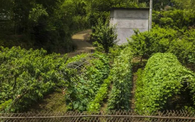 Chunfeng Baiyang Homestay