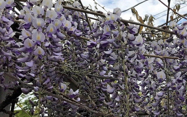 Southwestern Bungalow #231229 - 4 Br Condo