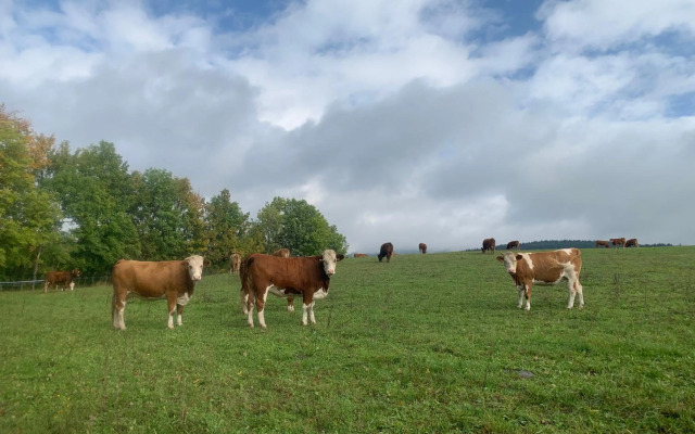 Vila 66 - Čistá v Krkonoších