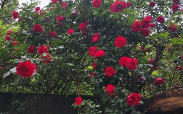 Wuyuan Sheye Yizhai B&B