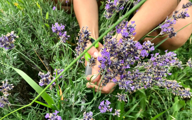 LOFT-Beach-apartments RATKO