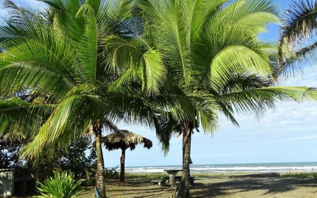 Caribbean Coconut