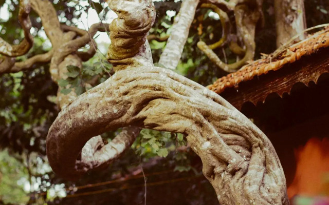 Vên Vên Hồ Cốc