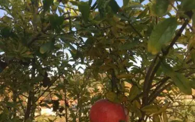 Agriturismo Da Mamma
