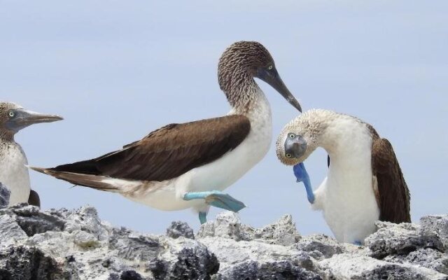 Cormorant Beach House