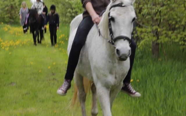 Stutteri Skandi Hest