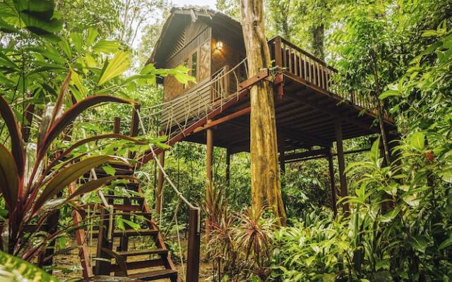 Our Jungle House