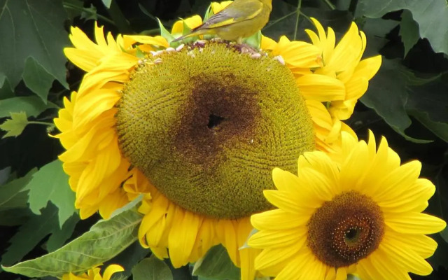 Quinta Sobral Prestige