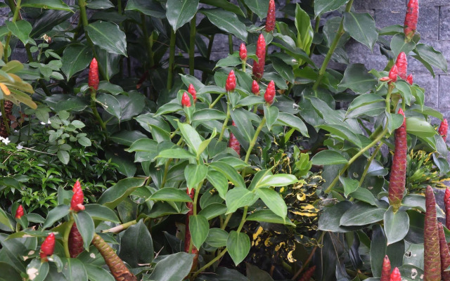 Orchid Guest House