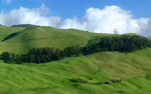 Royal Kahana 317
