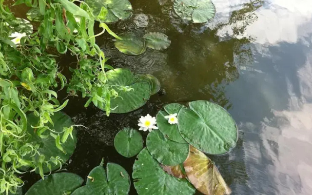 De Groote Wijzend