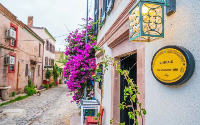 Siyah Lale Cunda 1841