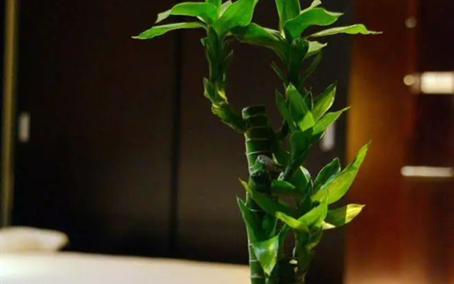 CQ Apartment Xingguang Branch