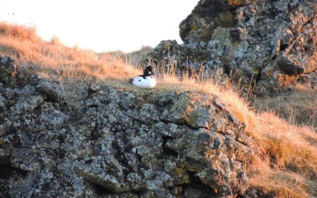 Dimmuborgir Guesthouse