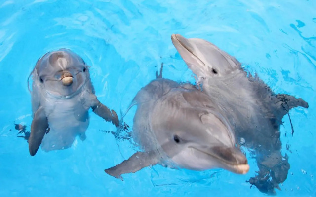 A809 - Mirador las Calas