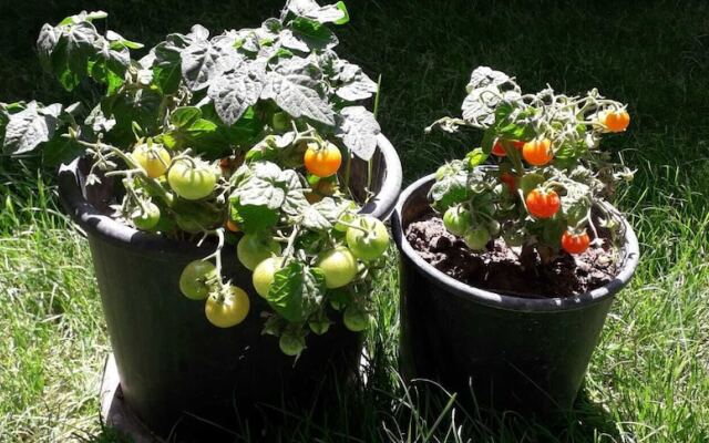 Düsseldorf Pansiyon