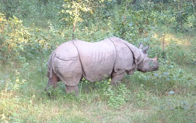 Bardia jungle resort