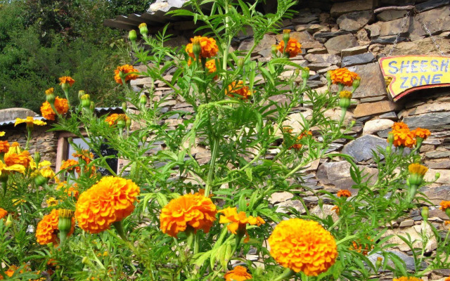 Whispering Pines Himalayan Retreat