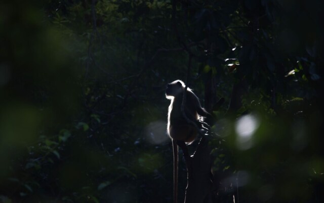 The Untamed Bandhavgarh by TUTC