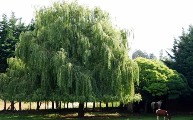 Le Clos du Loup