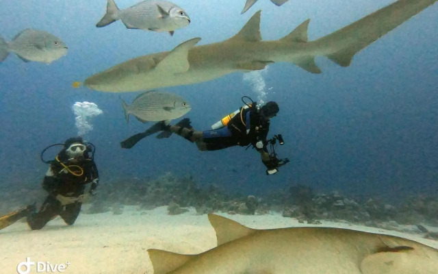 Fulidhoo Ihaa Lodge
