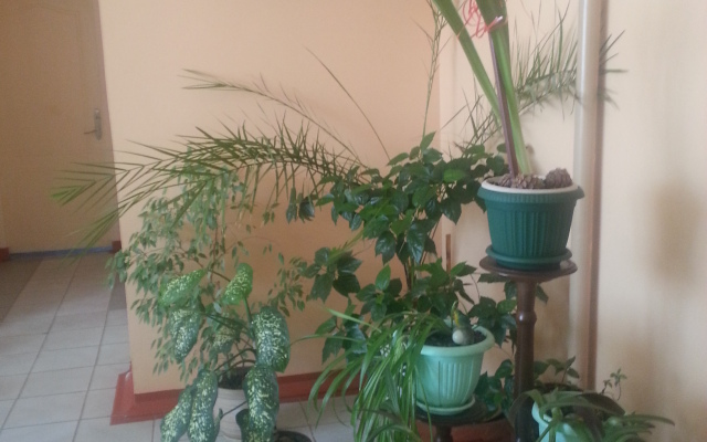 Тайга (Северск)