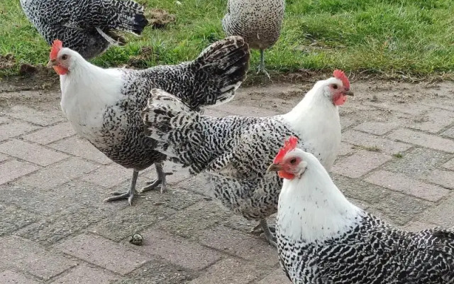 Antonius Hoeve Chalets