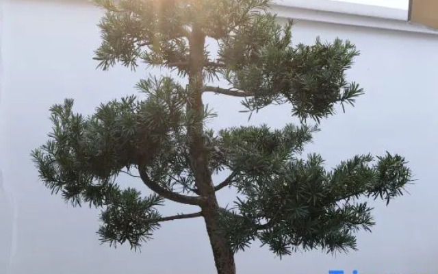 Qingxiting Homestay