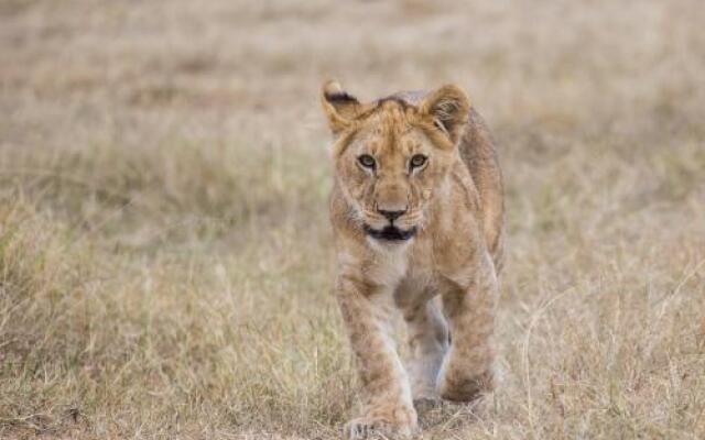 Losokwan Luxury Tented Camp - Maasai Mara