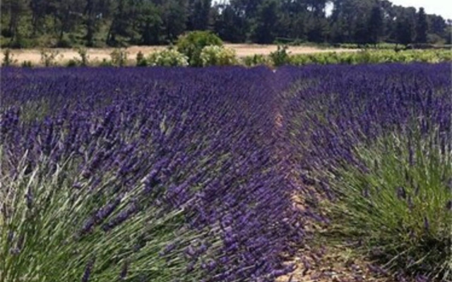 Château Gigognan - Chambres d'hotes