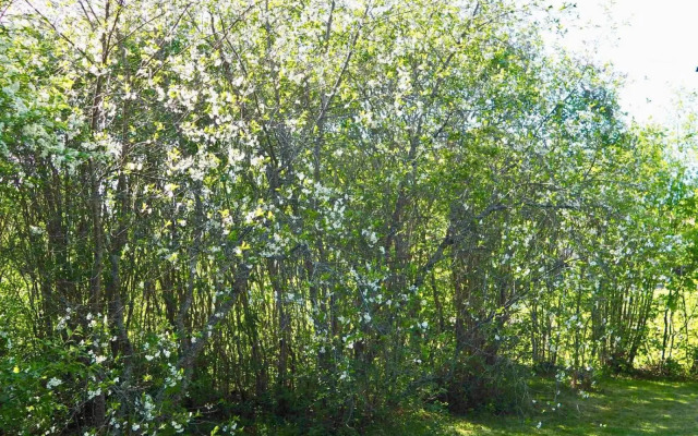 Orsastuguthyrning-Kyrkbyn