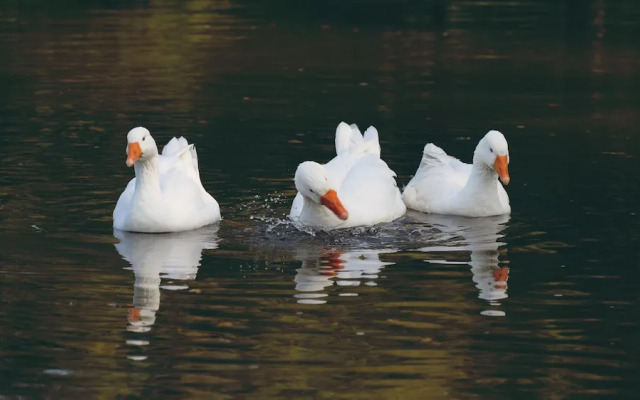 Orchard Glamping -willow Pod