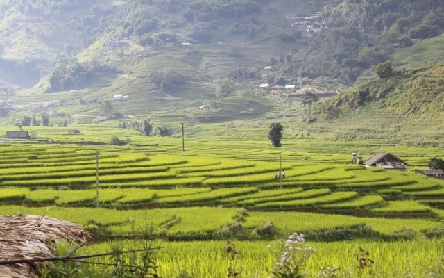 Golden Rice Garden Sapa