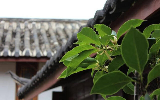 Carnation Inn - Lijiang