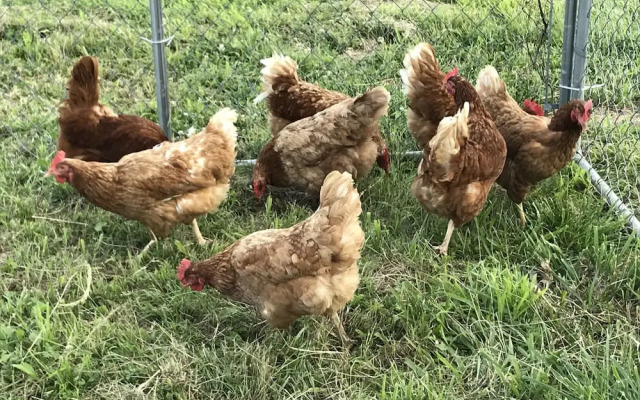Sweetspire Ranch