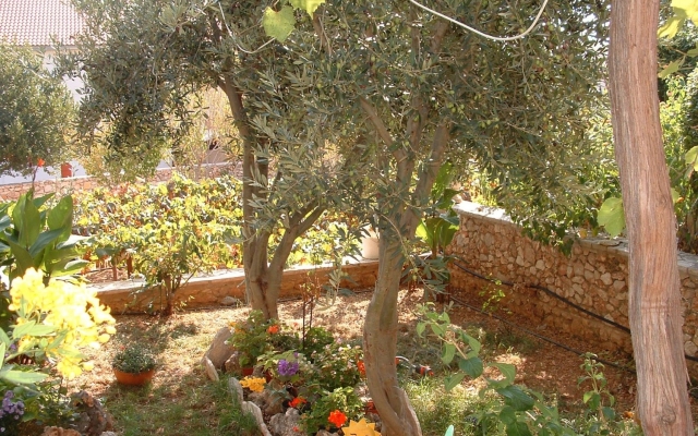 Apartment Sim - 130 m from sea: A1 Zuti Bol, Island Brac