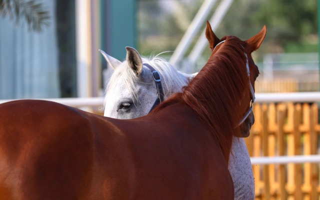 Anavrin Equestrian Retreat