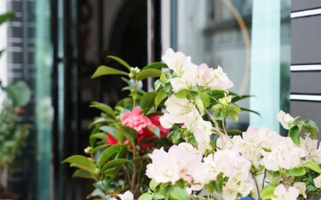Yunqi Classic Bai Homestay (Weishan Ancient City) – Outside – Nanzhao