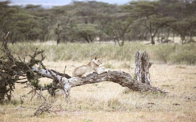 Encounter Mara Camp