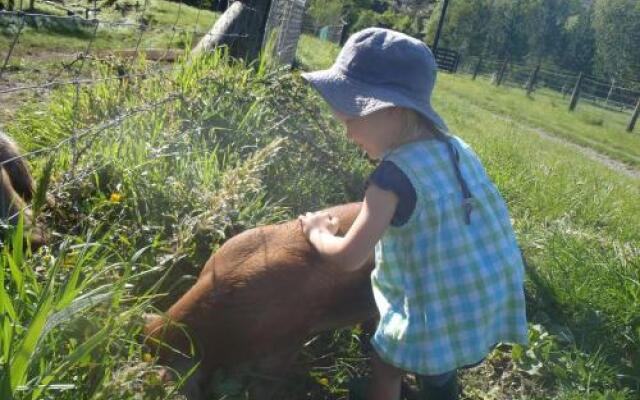 Blackberry Hill Farm